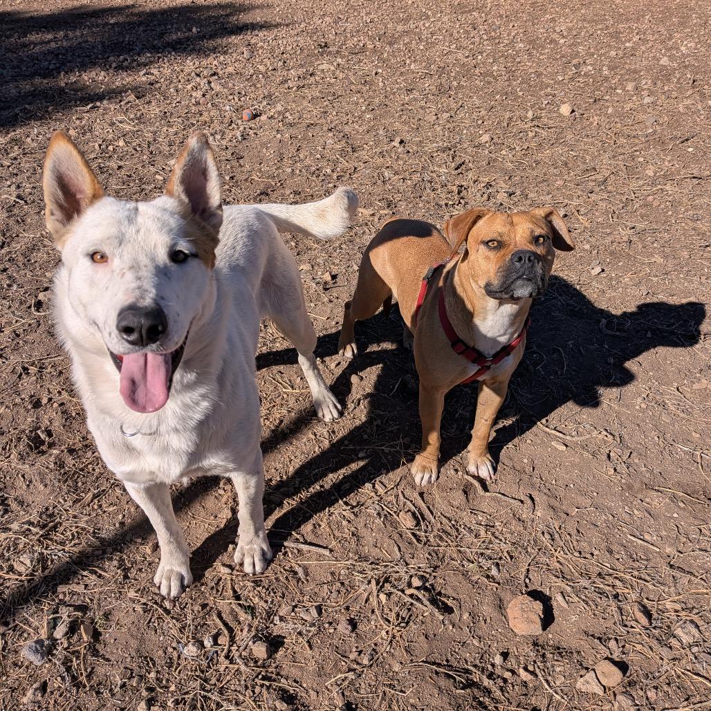 Enlarge Lonnie - In foster!, a Adoptable Pit Bull Terrier in Flagstaff, AZ image 2/6