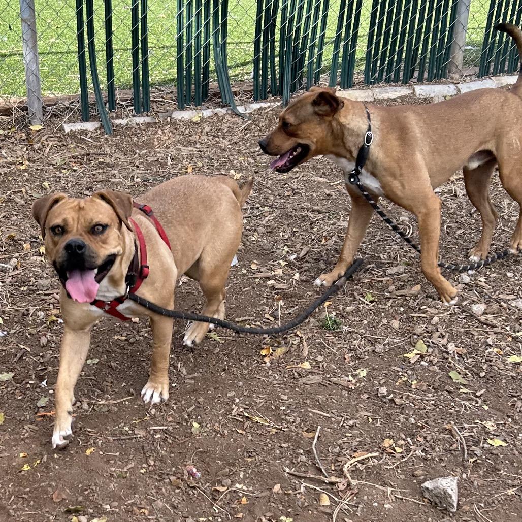 Lonnie - Soft Spirit Seeking Safety, Adoptable, Adult Female Pit Bull Terrier.