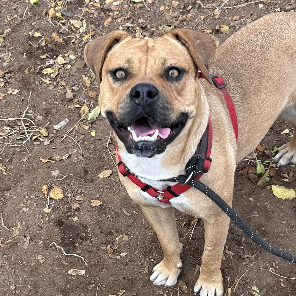 Lonnie - In foster!, a Adoptable Pit Bull Terrier in Flagstaff, AZ image 2/6