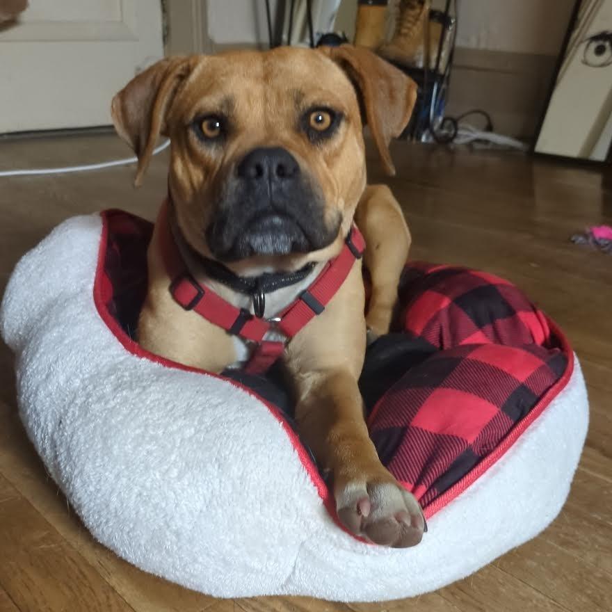 Lonnie - In foster!, a Adoptable Pit Bull Terrier in Flagstaff, AZ image 3/6