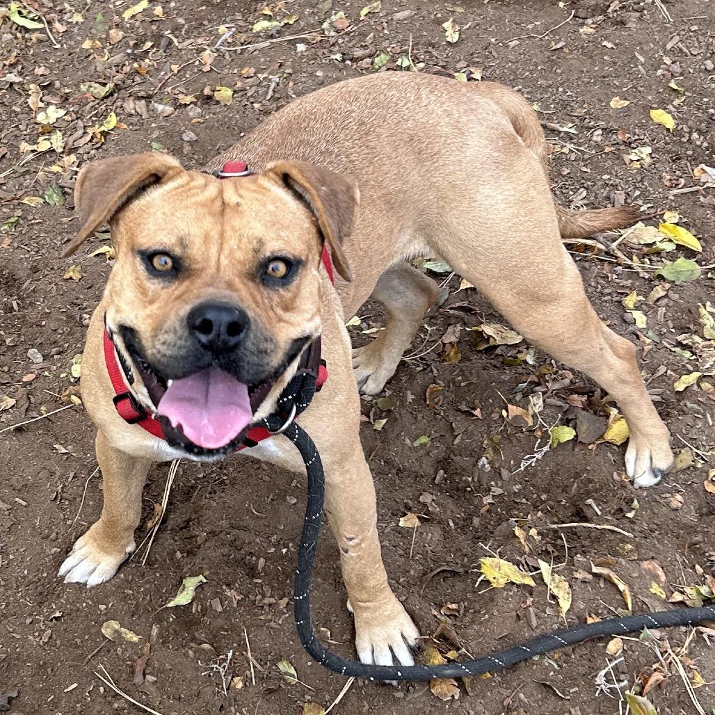 Lonnie - In foster!, a Adoptable Pit Bull Terrier in Flagstaff, AZ image 4/6