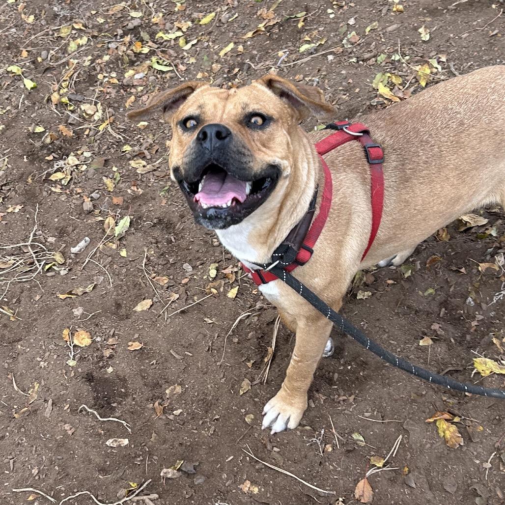 Lonnie - In foster!, a Adoptable Pit Bull Terrier in Flagstaff, AZ image 5/6