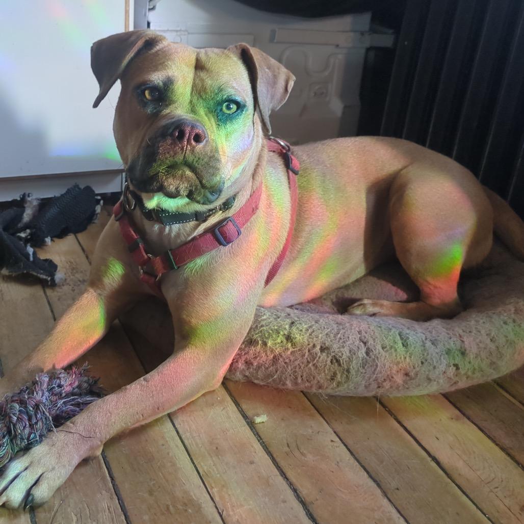 Enlarge Lonnie, a Adoptable Pit Bull Terrier in Flagstaff, AZ image 3/6