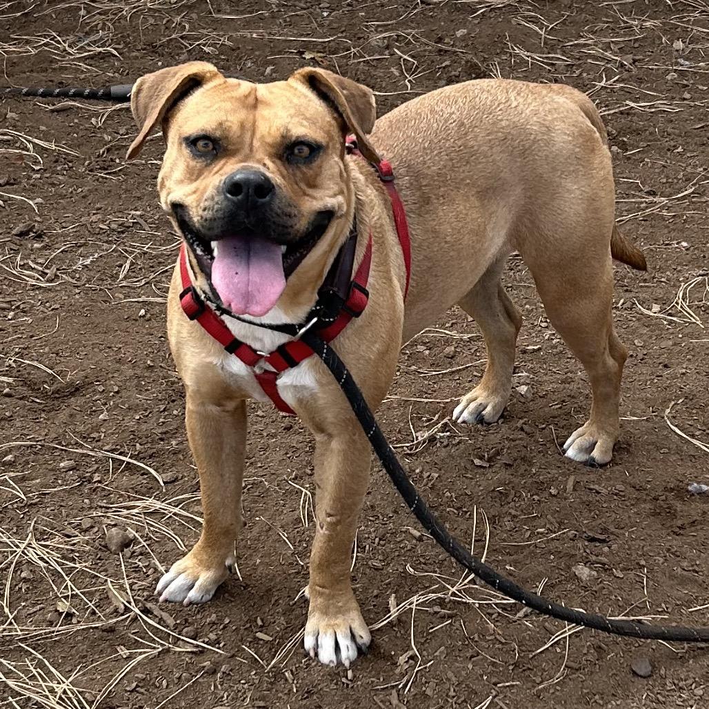 Lonnie - In foster!, a Adoptable Pit Bull Terrier in Flagstaff, AZ image 6/6