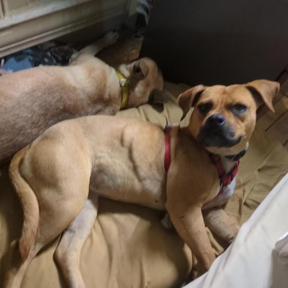 Enlarge Lonnie - In foster!, a Adoptable Pit Bull Terrier in Flagstaff, AZ image 4/6