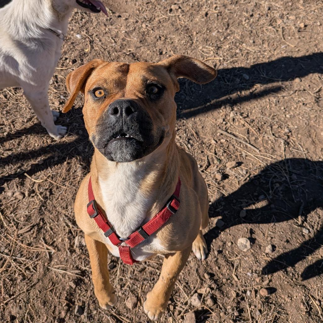 Enlarge Lonnie - In foster!, a Adoptable Pit Bull Terrier in Flagstaff, AZ image 5/6