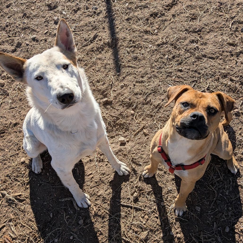 Enlarge Lonnie - In foster!, a Adoptable Pit Bull Terrier in Flagstaff, AZ image 6/6