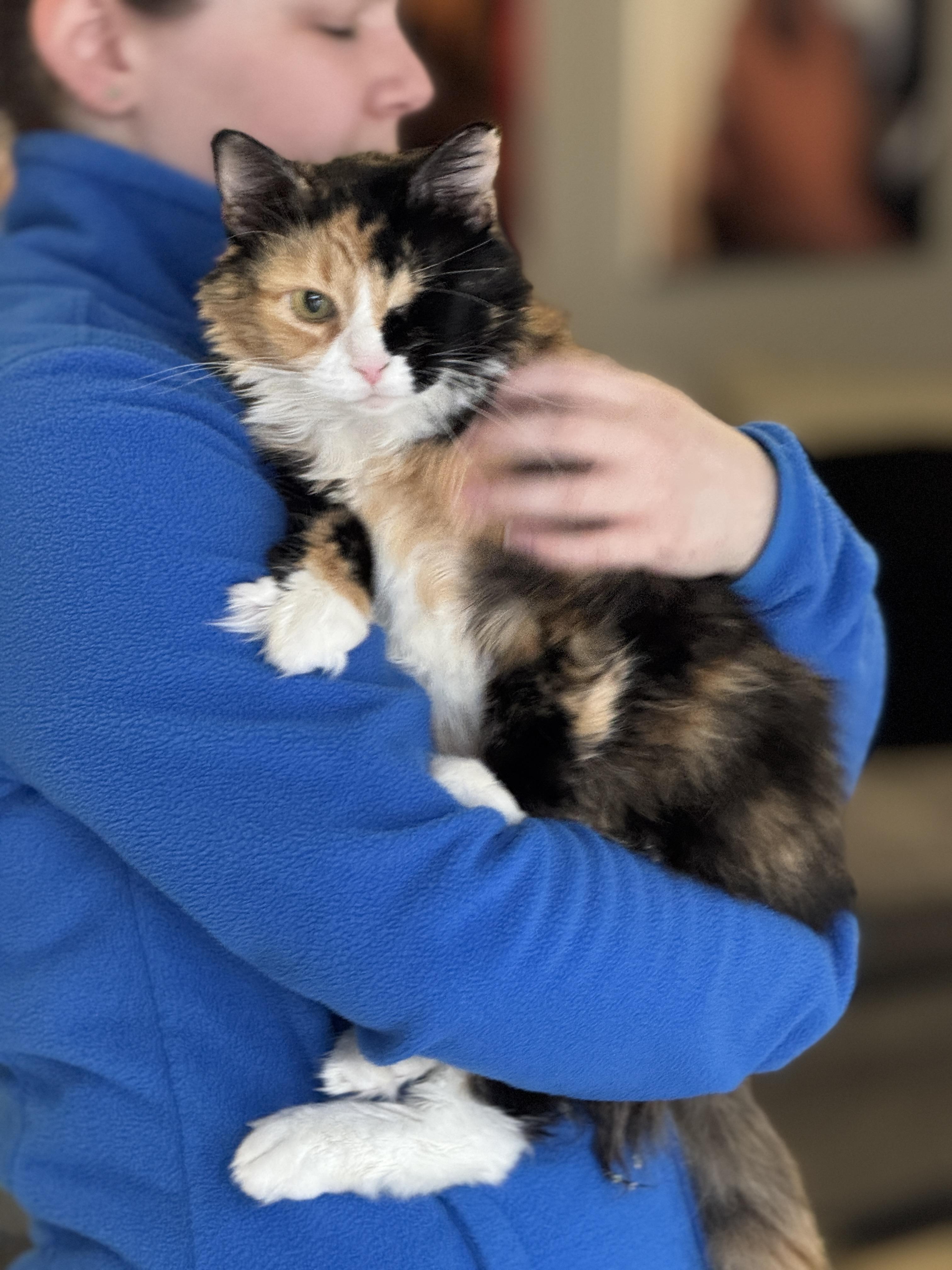 Juniper, Adoptable, Adult Female Calico.