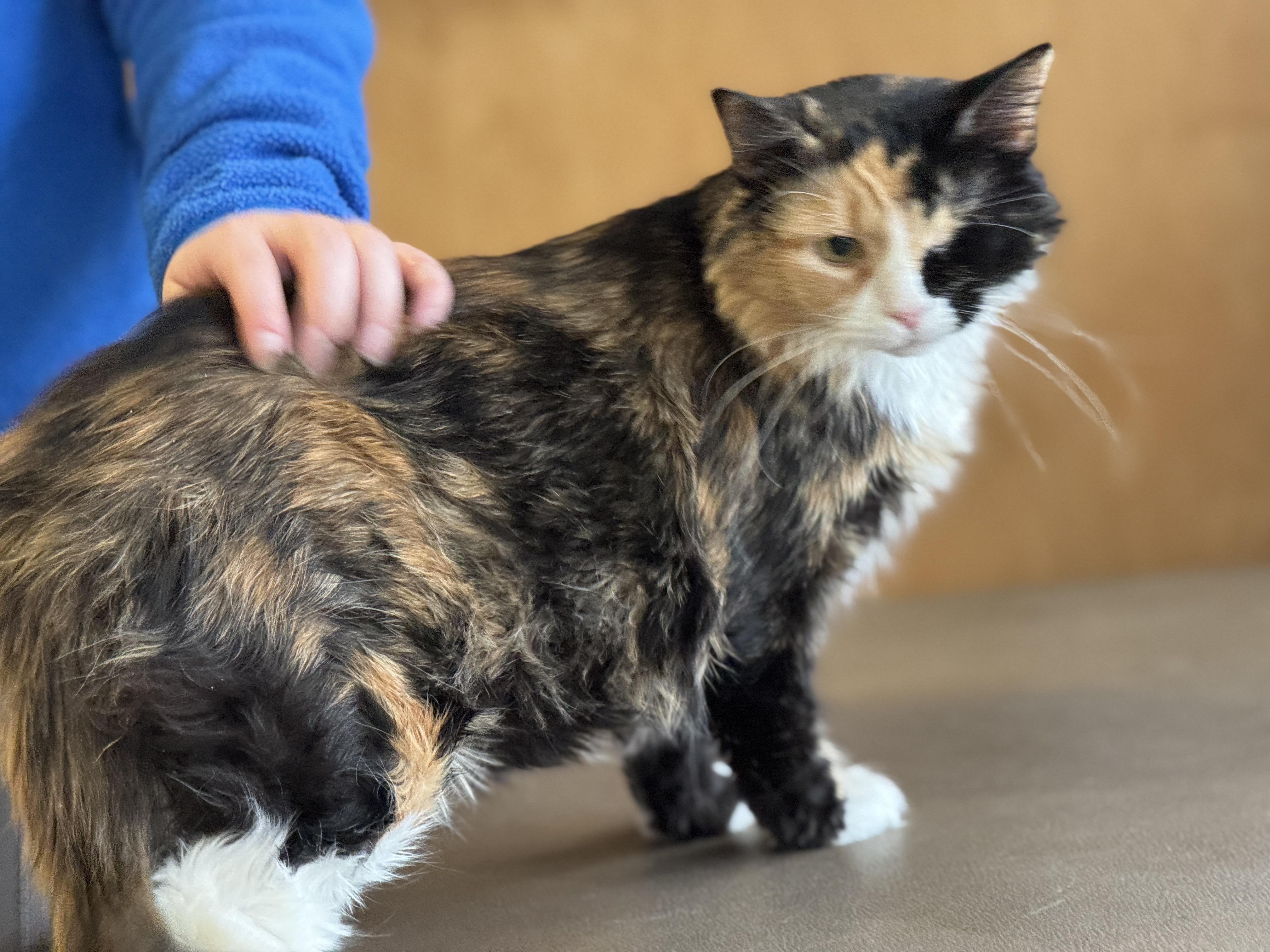 Juniper, a Adoptable Calico in Meherrin, VA image 3/6