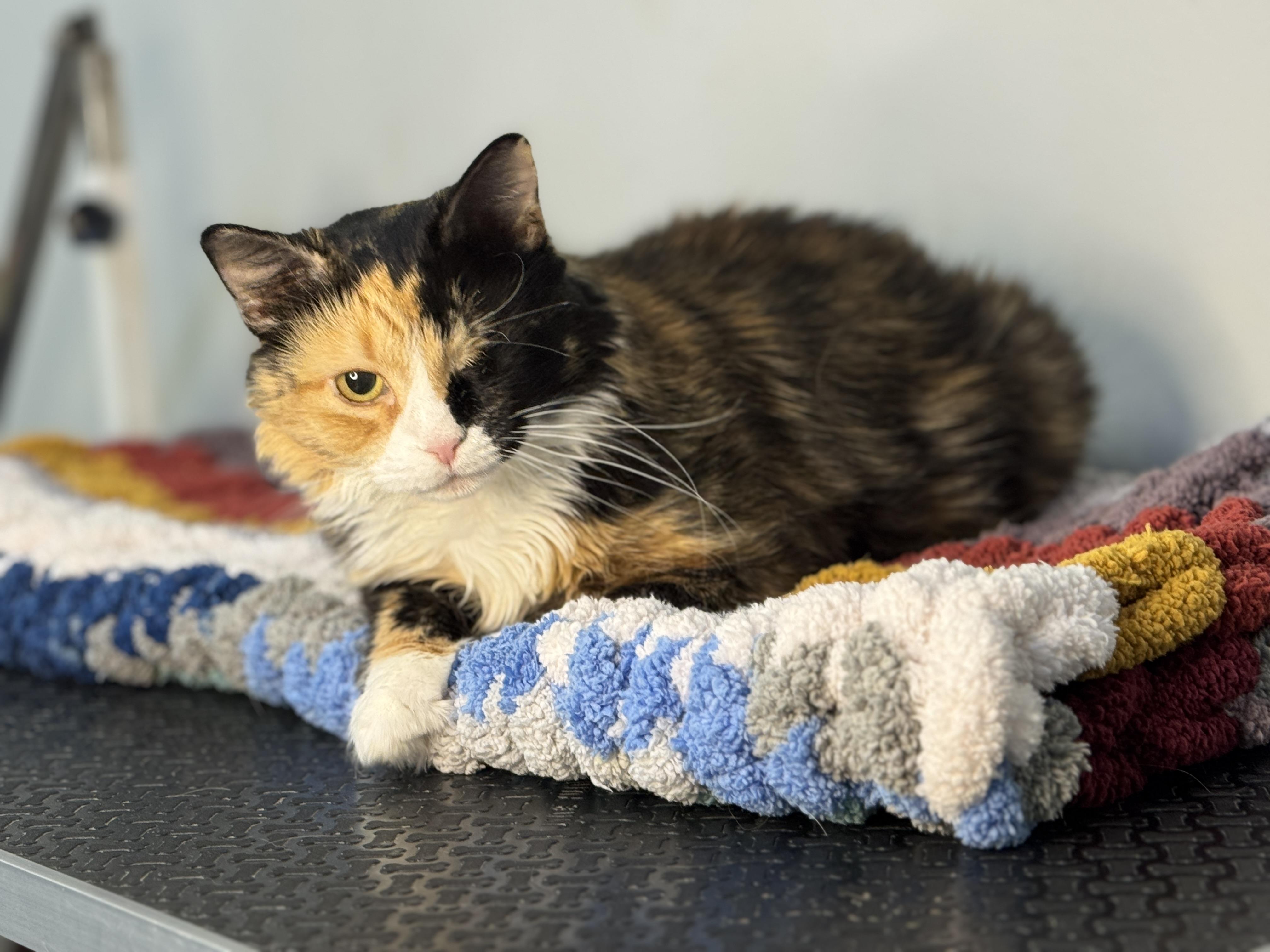 Juniper, a Adoptable Calico in Meherrin, VA image 4/6