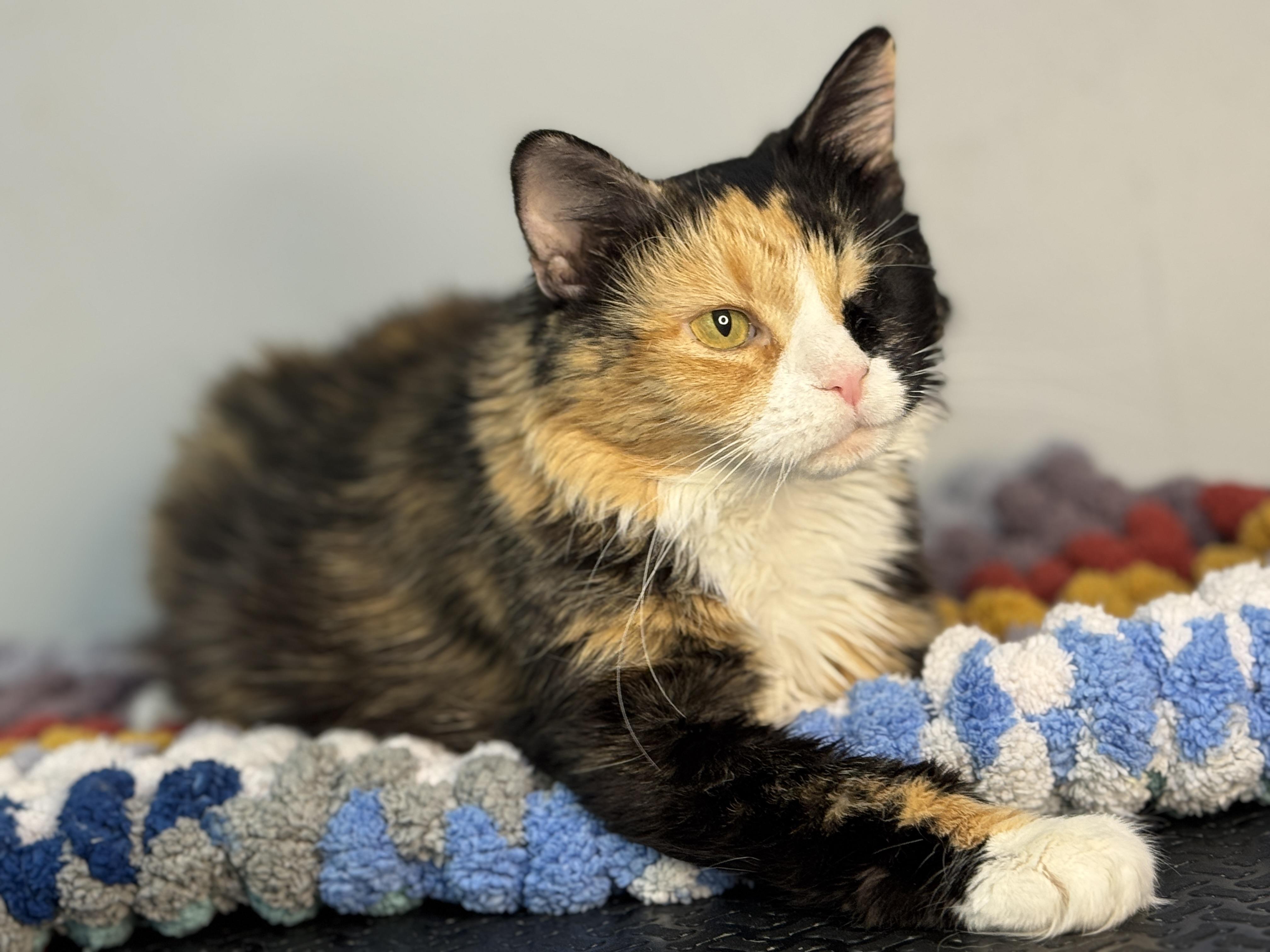 Juniper, a Adoptable Calico in Meherrin, VA image 5/6