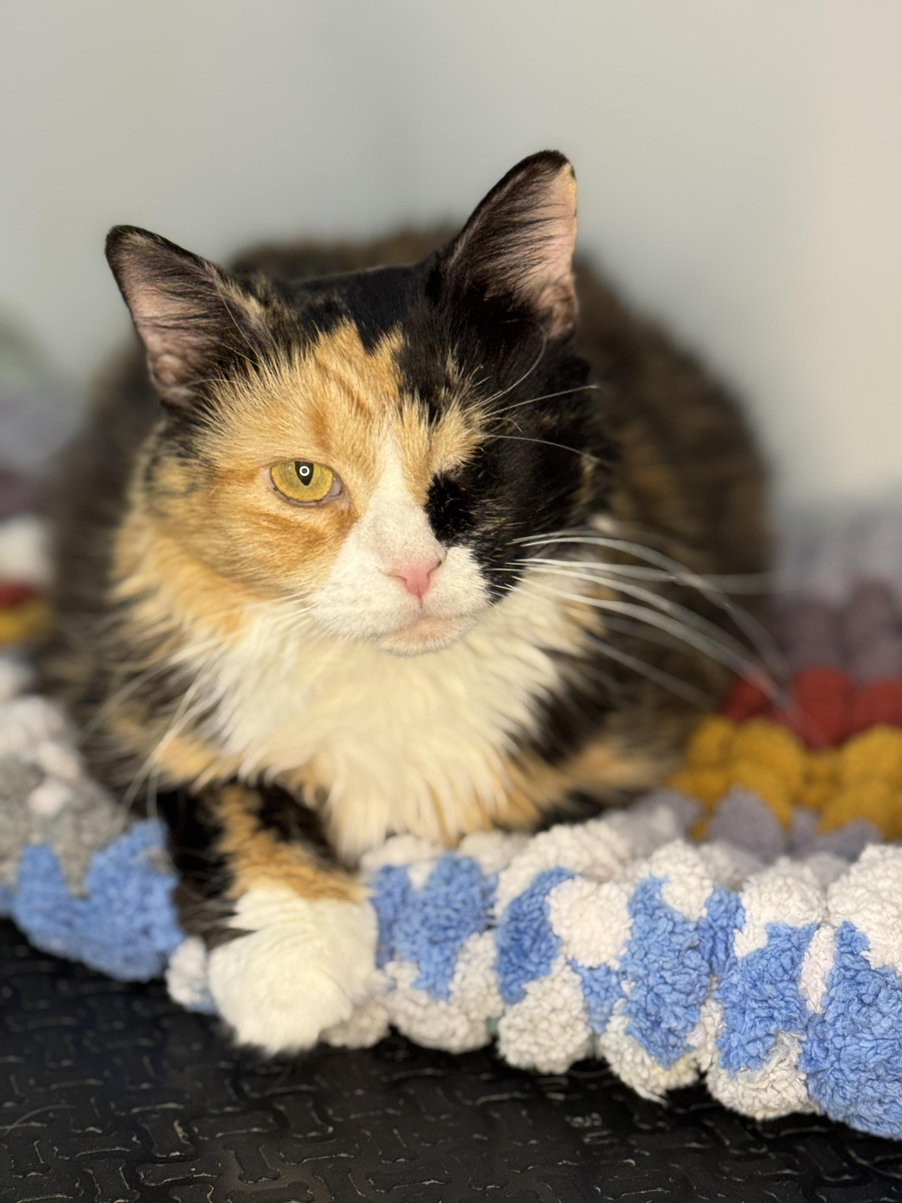 Juniper, a Adoptable Calico in Meherrin, VA image 6/6