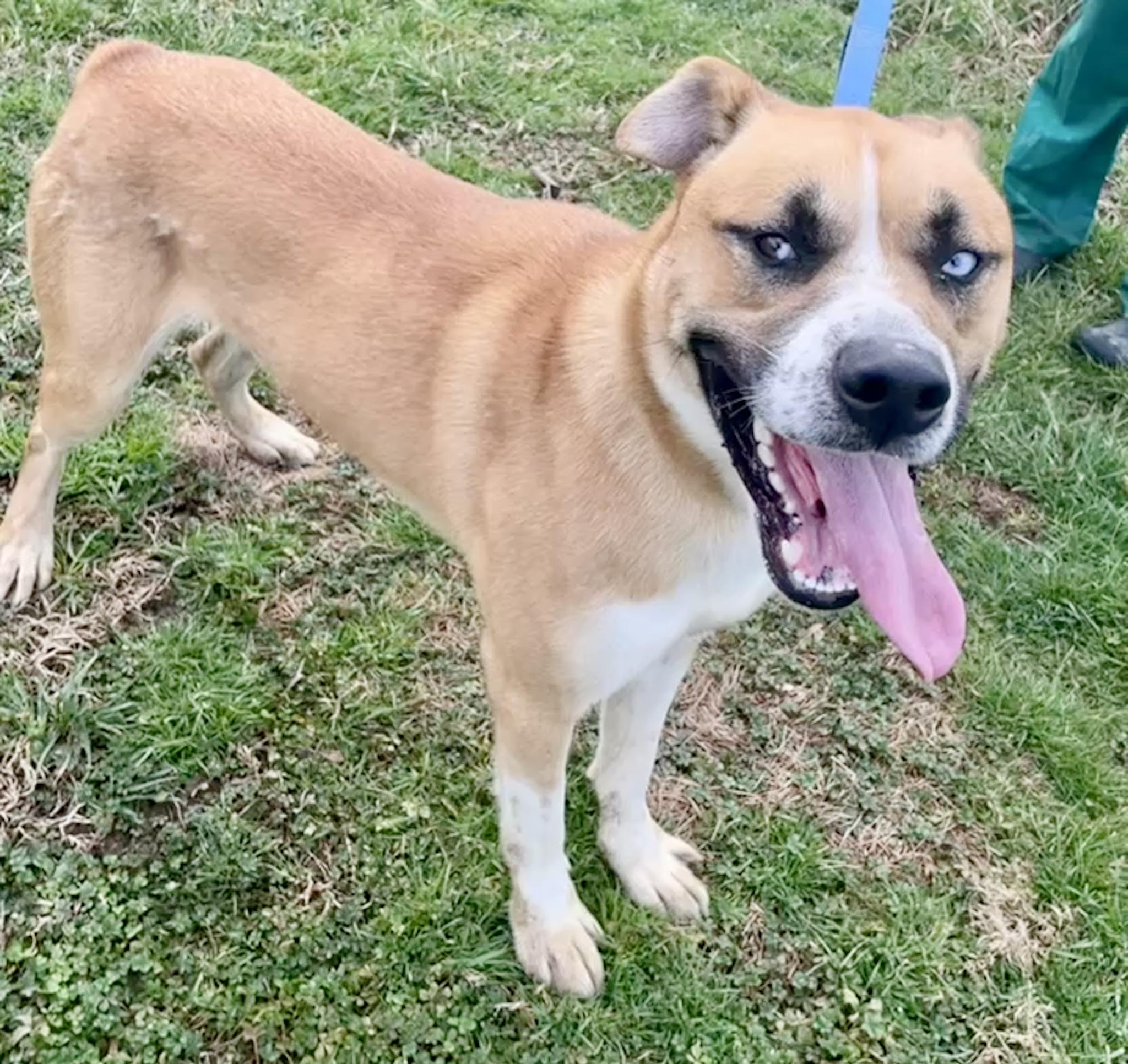 Enlarge Echo, a ADOPTABLE mixed breed in Maysville, KY image 4/4