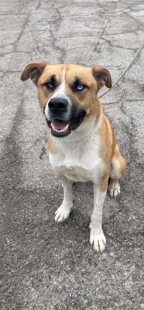 Enlarge Echo, a ADOPTABLE mixed breed in Maysville, KY image 1/1