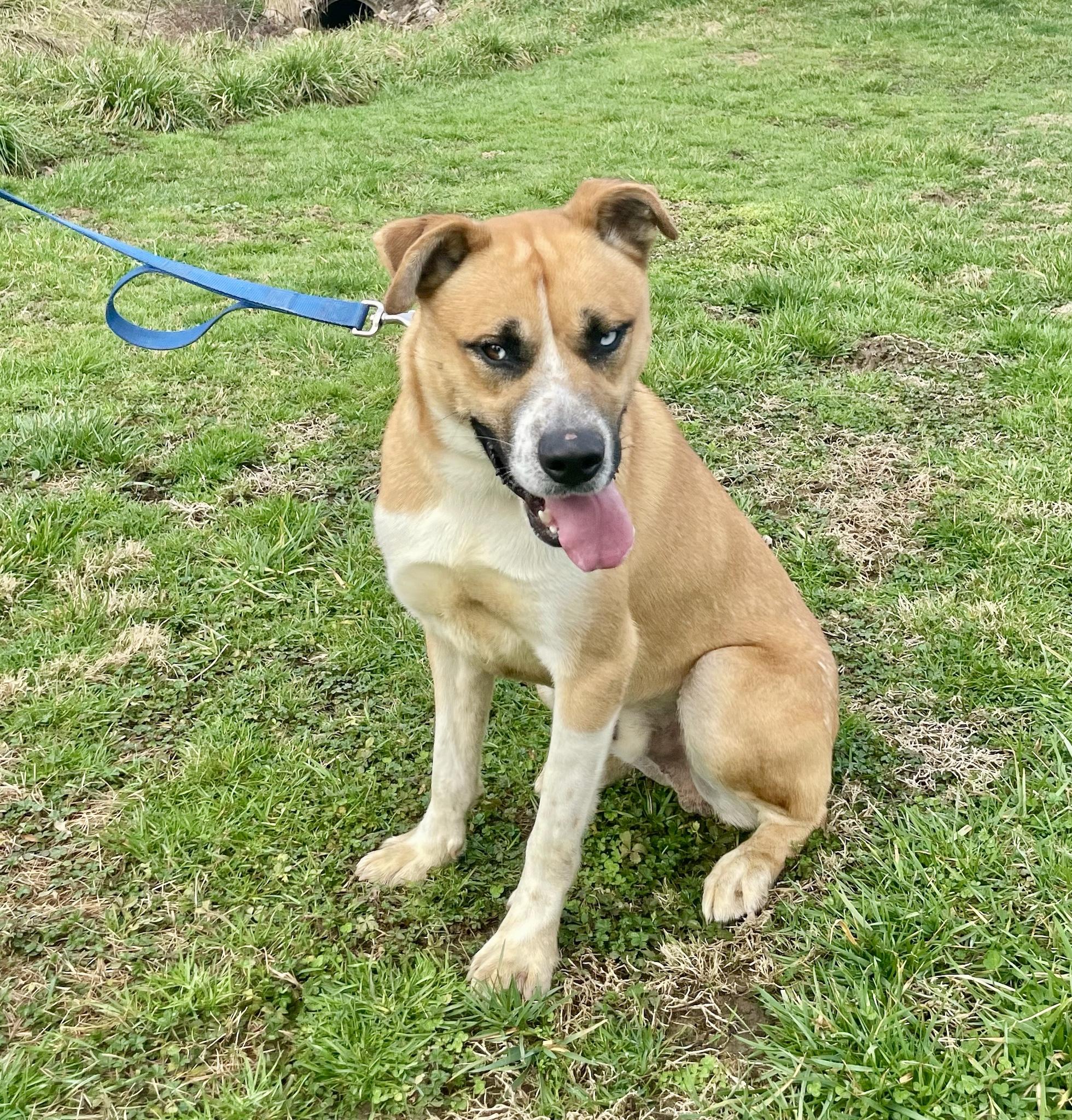 Enlarge Echo, a ADOPTABLE mixed breed in Maysville, KY image 3/4