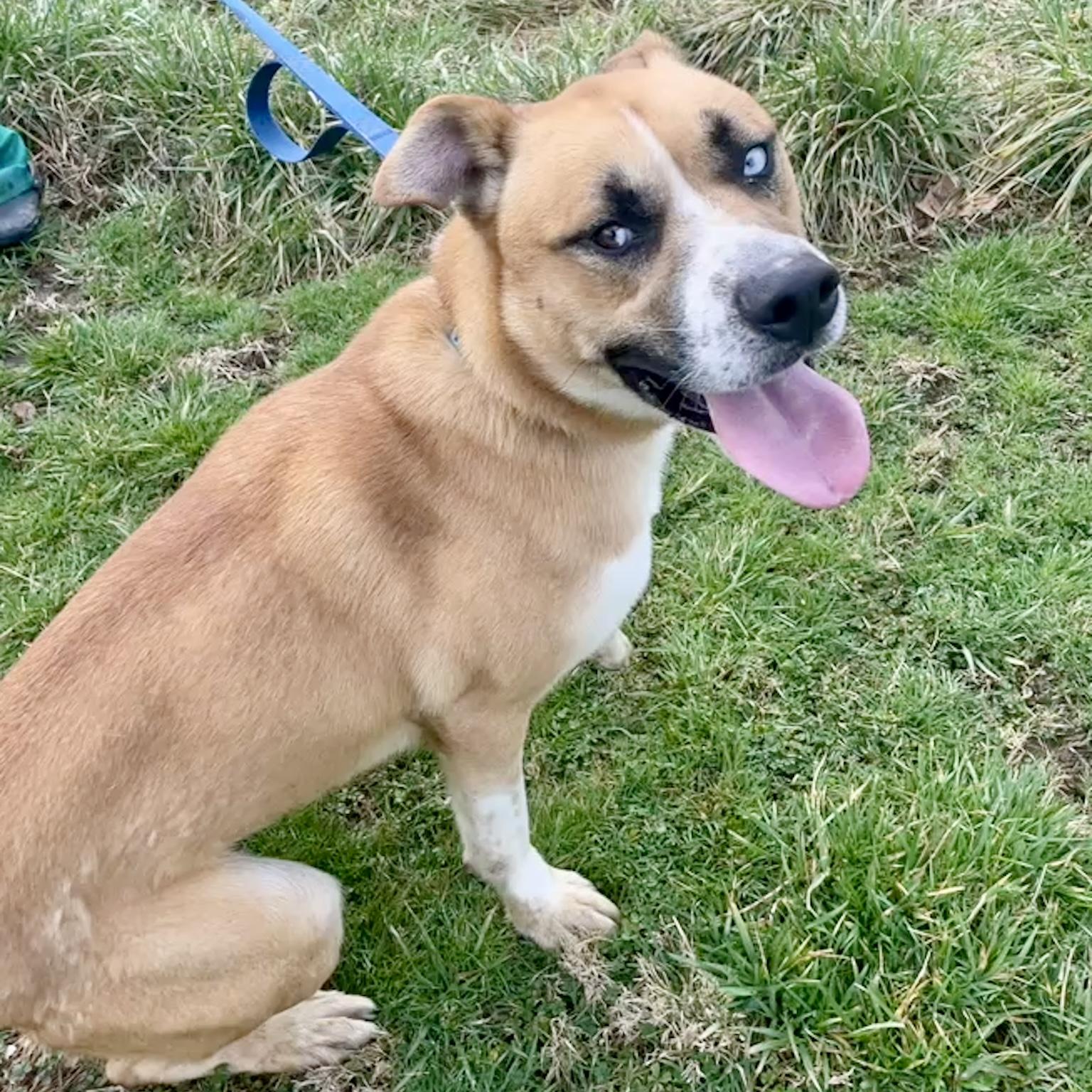 Echo, ADOPTABLE, Young Male Australian Shepherd & German Shepherd Dog.