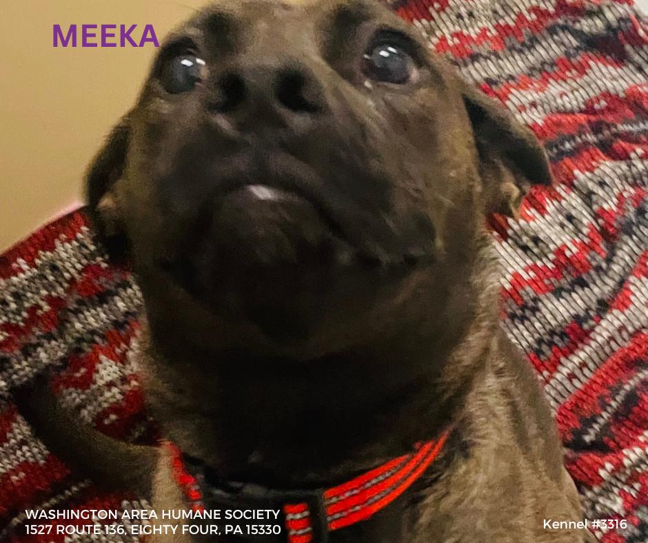 Meeka, ADOPTABLE, Young Female Labrador Retriever.