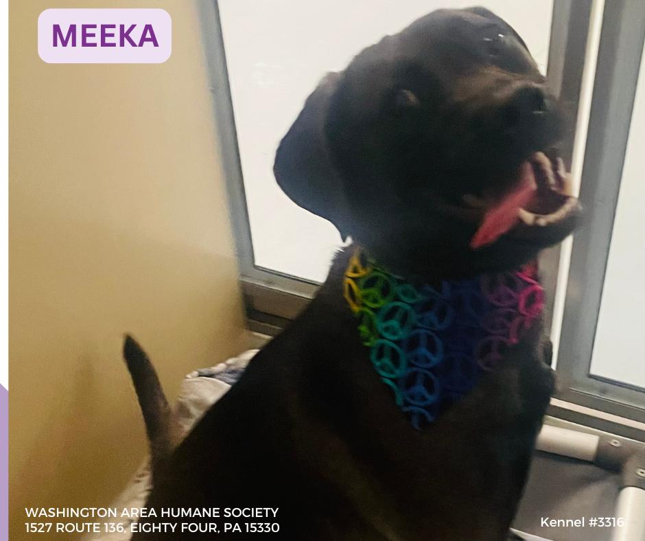 Meeka, a ADOPTABLE mixed breed in Eighty Four, PA image 2/2