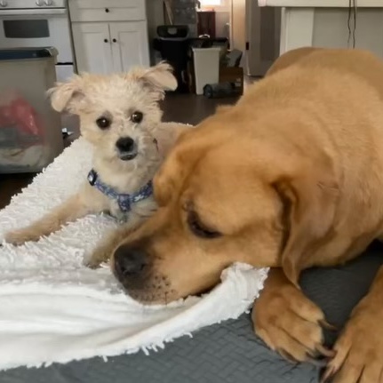 Enlarge Willow, a Adopted Maltipoo in Valley Village, CA image 3/5