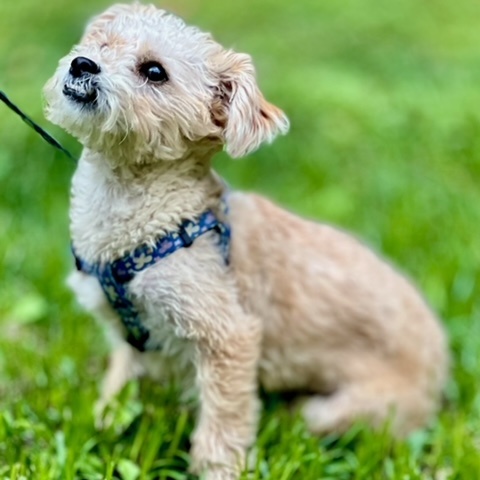Enlarge Willow, a Adopted Maltipoo in Valley Village, CA image 4/5