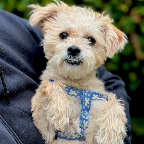 Enlarge Willow, a Adopted Maltipoo in Valley Village, CA image 2/5