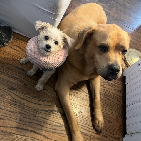 Enlarge Willow, a Adopted Maltipoo in Valley Village, CA image 5/5