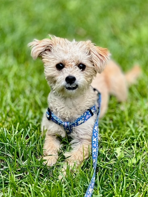 Enlarge Willow, a Adopted Maltipoo in Valley Village, CA image 1/5