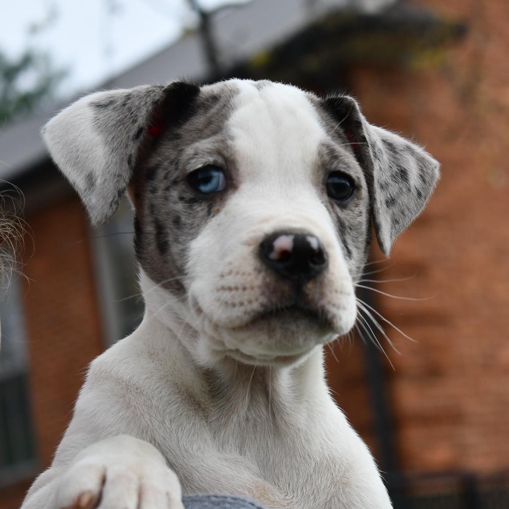 Enlarge Lauren, a Adoptable Mixed Breed in Johnson City, TN image 1/4
