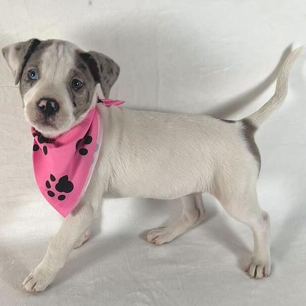 Enlarge Lauren, a Adoptable Mixed Breed in Johnson City, TN image 2/4