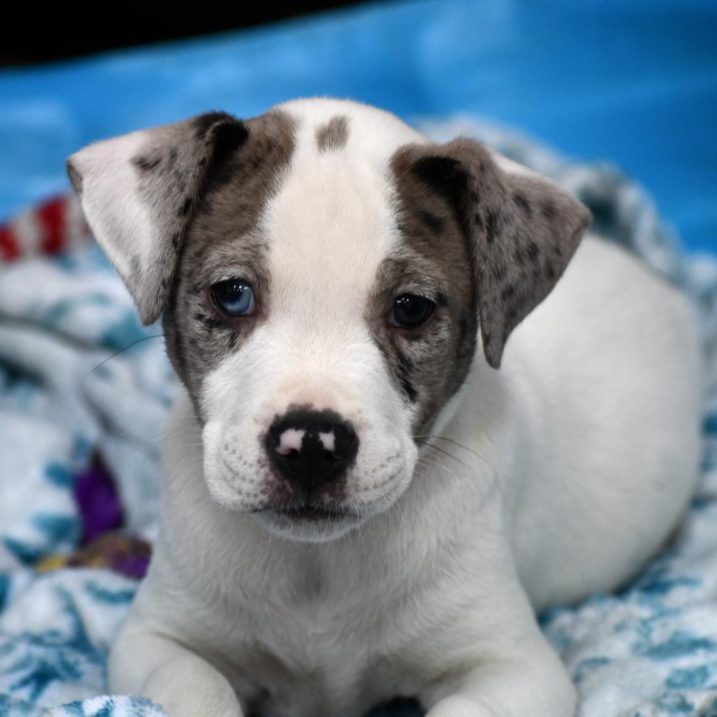 Enlarge Lauren, a Adoptable Mixed Breed in Johnson City, TN image 3/4