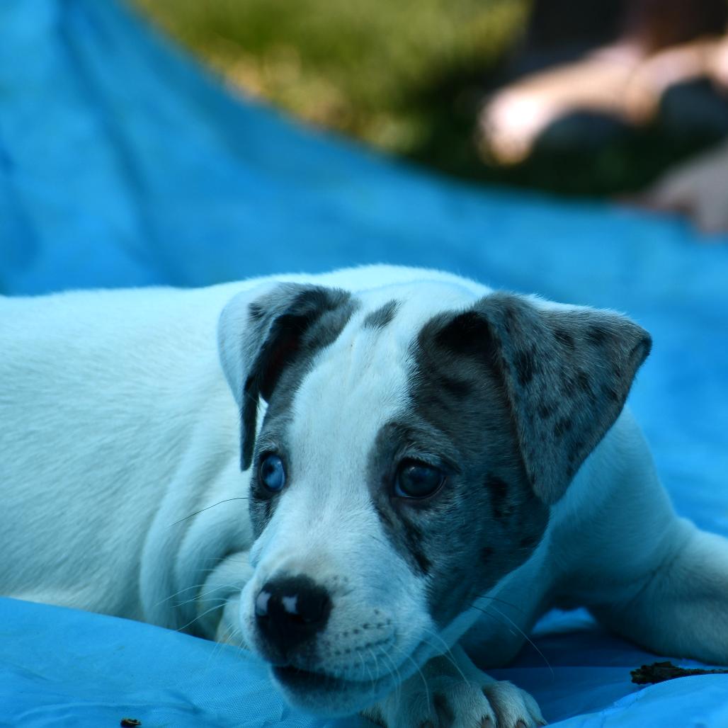 Enlarge Lauren, a Adoptable Mixed Breed in Johnson City, TN image 4/4