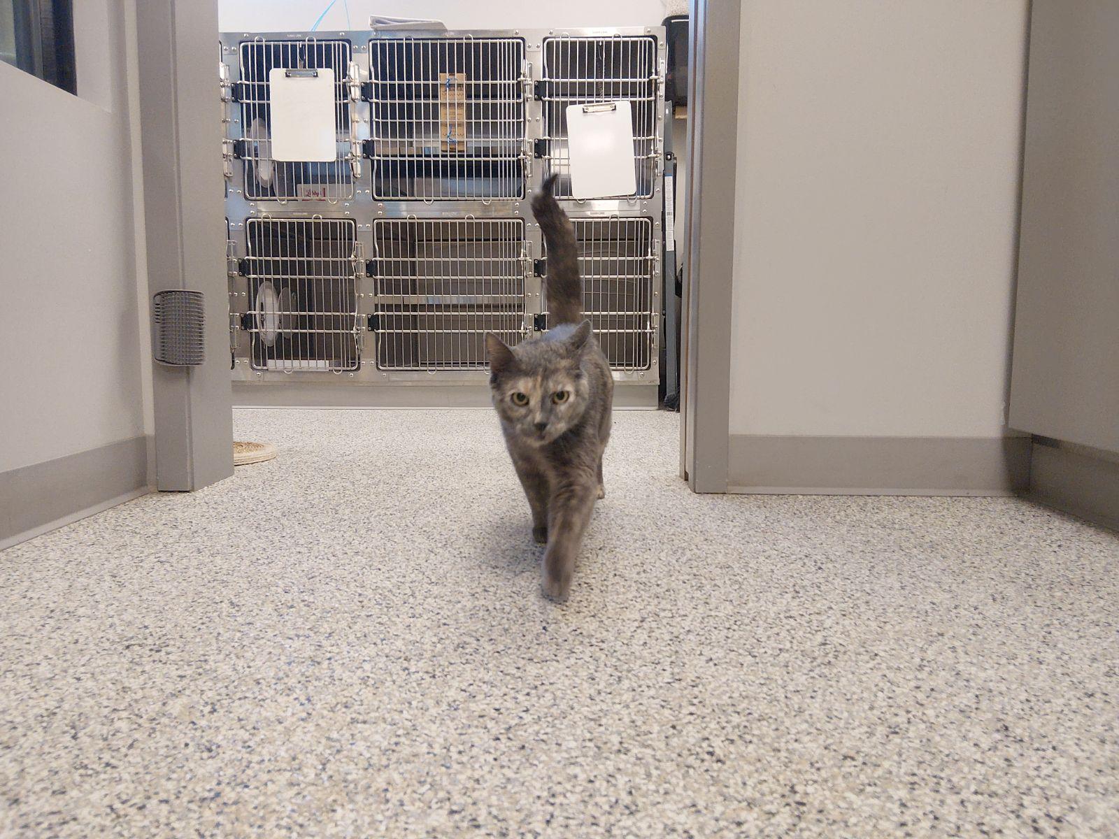 Callie, ADOPTABLE, Adult Female Dilute Tortoiseshell & Domestic Short Hair.