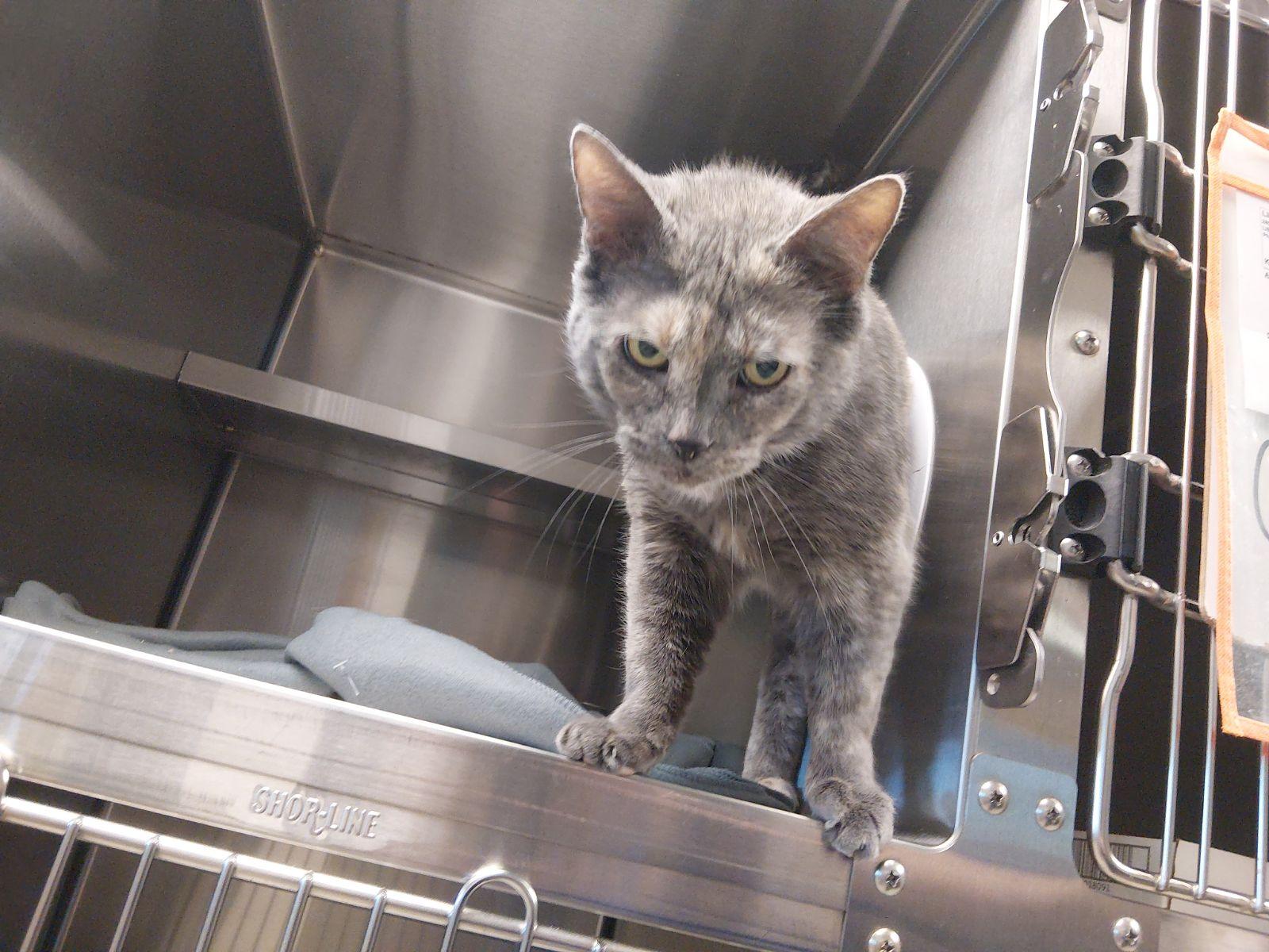 Enlarge Callie, a ADOPTABLE mixed breed in Liberty, MO image 2/2