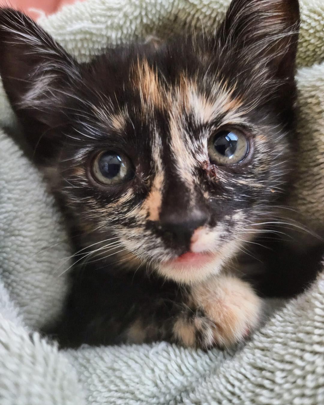 Coquette, Adoptable, Kitten Female Calico.