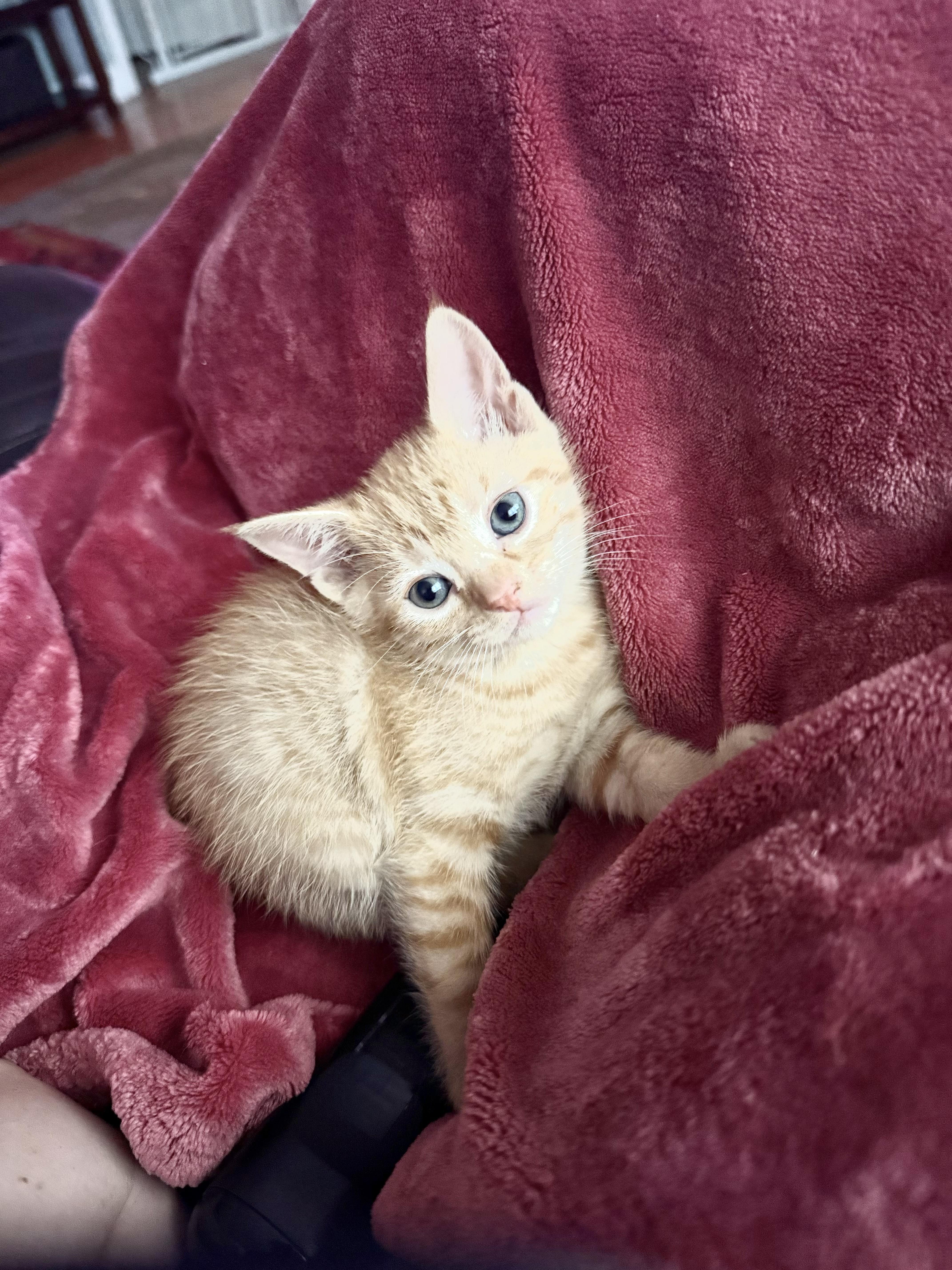 Stick & Flux thumbnail 6