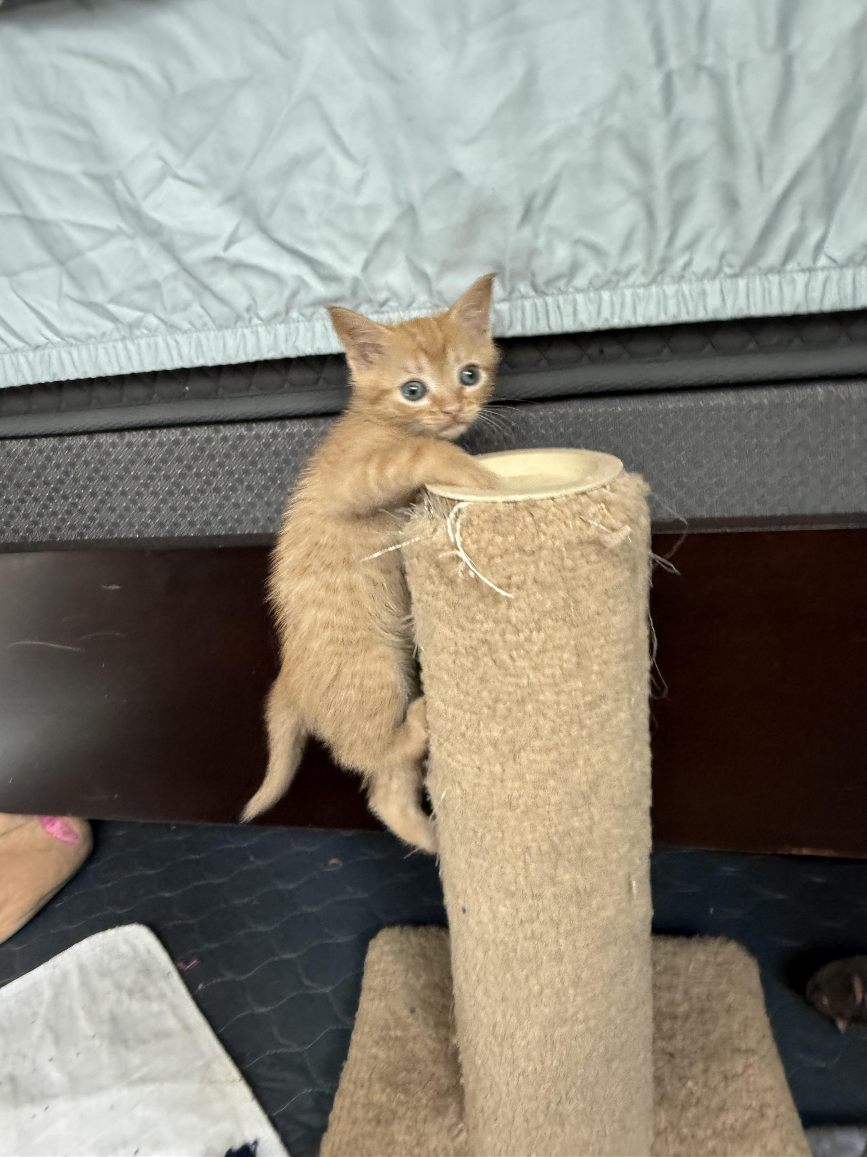 Stick & Flux thumbnail 2