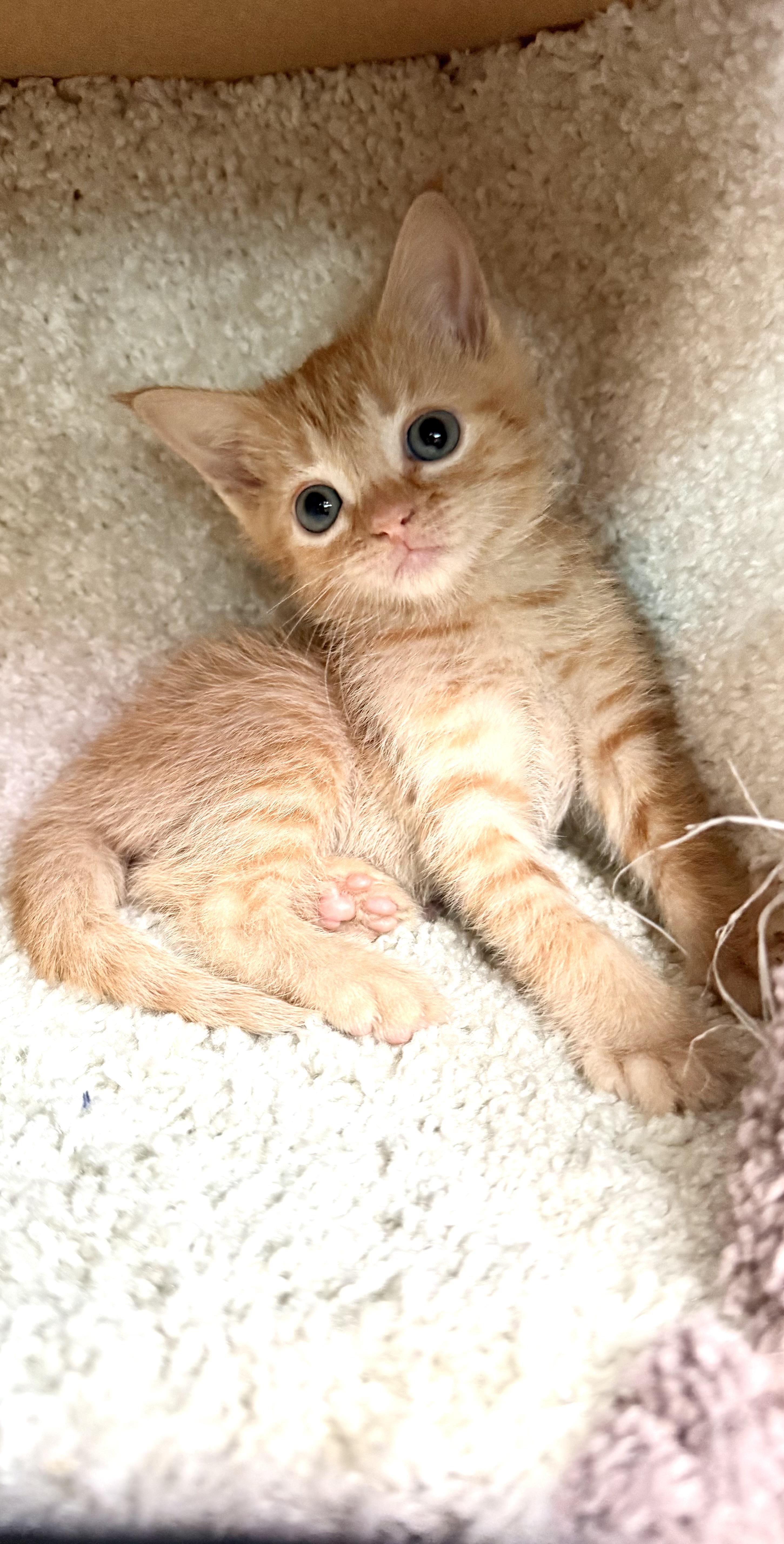 Stick & Flux thumbnail 3