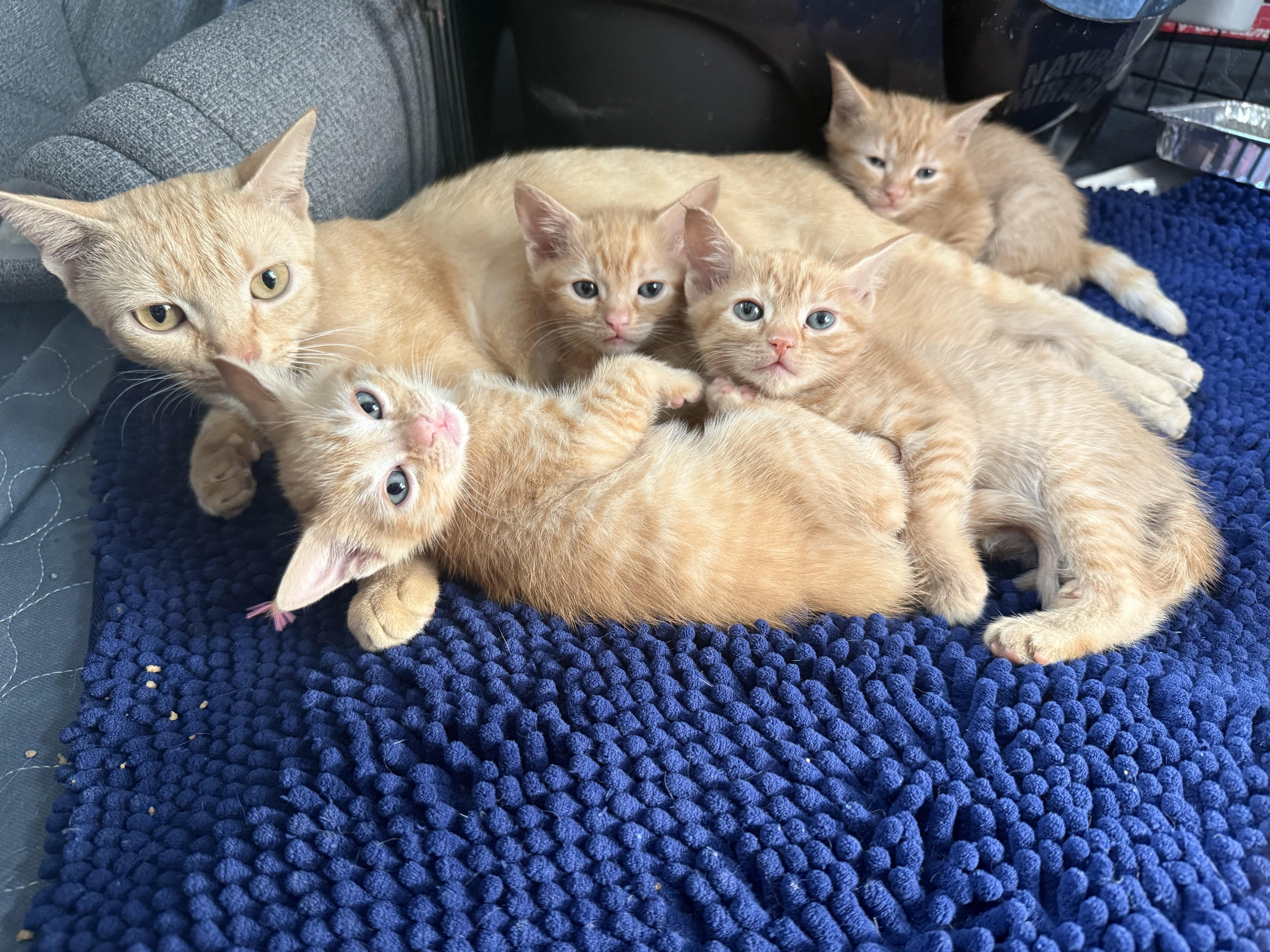 Stick & Flux thumbnail 5