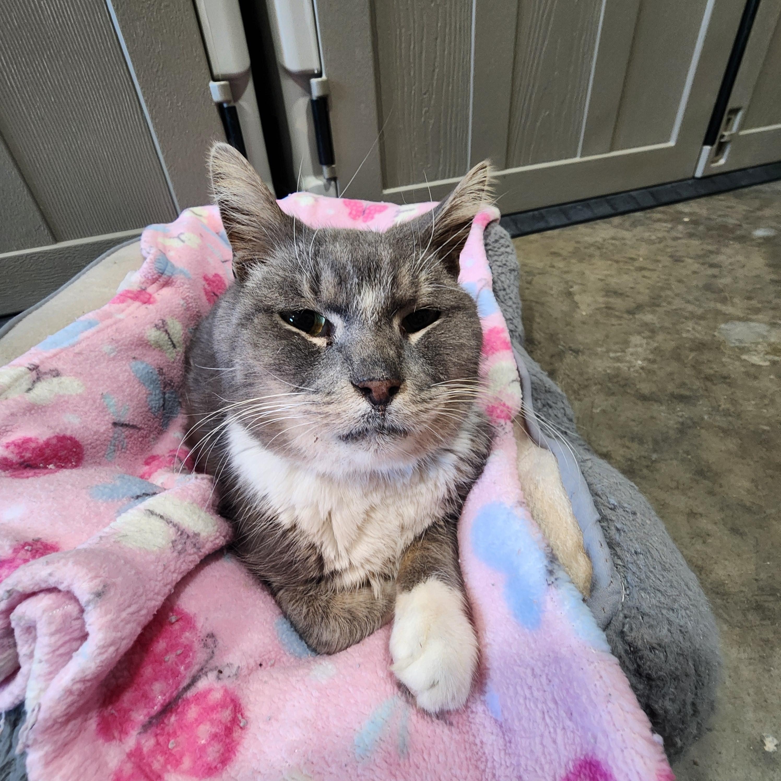 Enlarge Moira, a ADOPTABLE Domestic Short Hair in Point Pleasant, WV image 1/1