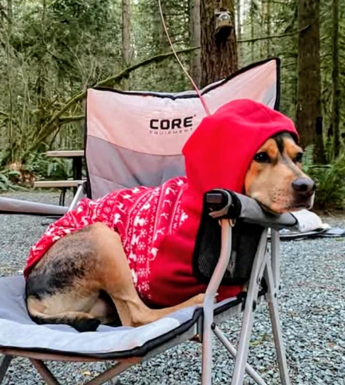 River your Sweet Snuggle Buddy!, a Adoptable mixed breed in Roseburg, OR image 3/6