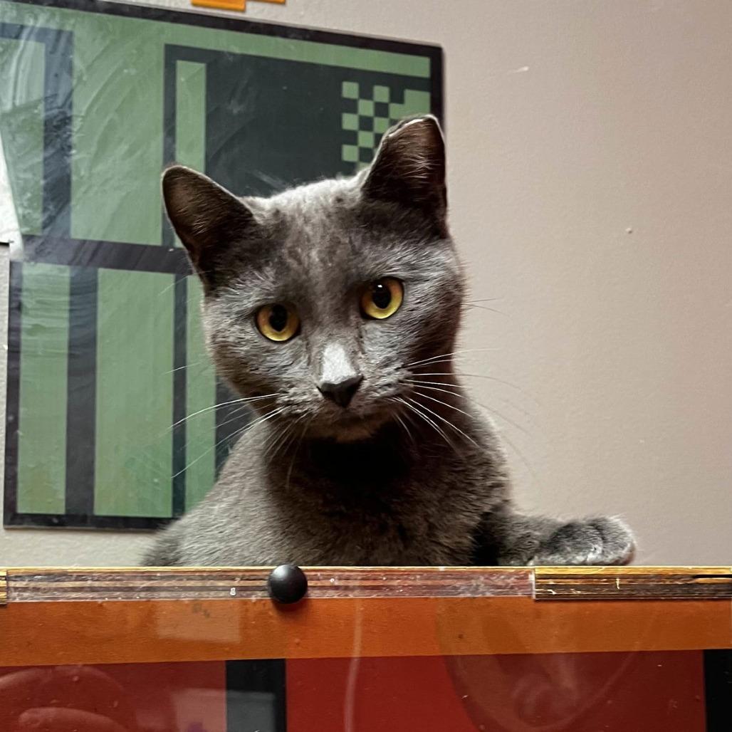 Enlarge Wonderbread, a Adoptable Domestic Short Hair in Medina, OH image 1/4