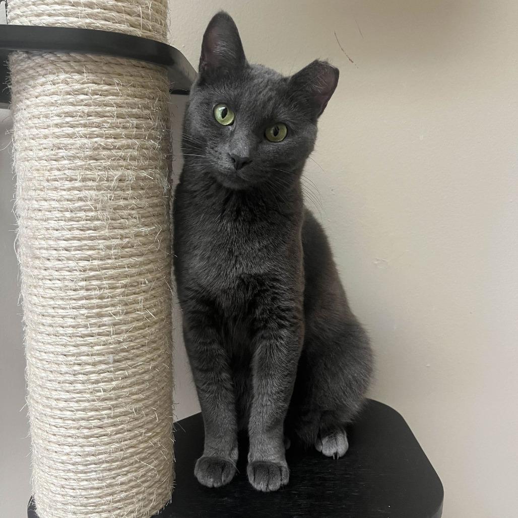 Enlarge Wonderbread, a Adoptable Domestic Short Hair in Medina, OH image 2/4