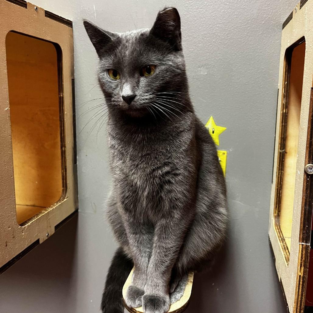 Enlarge Wonderbread, a Adoptable Domestic Short Hair in Medina, OH image 3/4