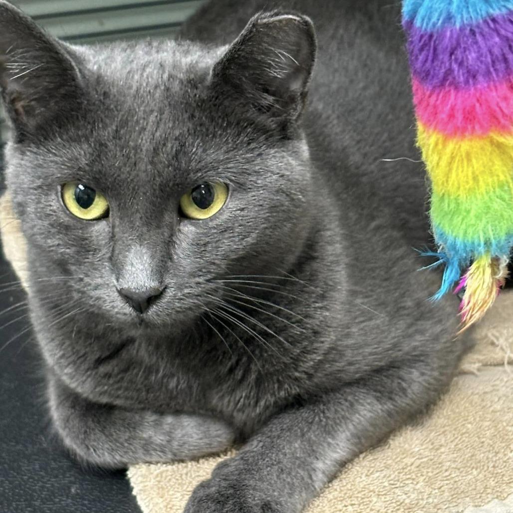 Enlarge Wonderbread, a Adoptable Domestic Short Hair in Medina, OH image 4/4