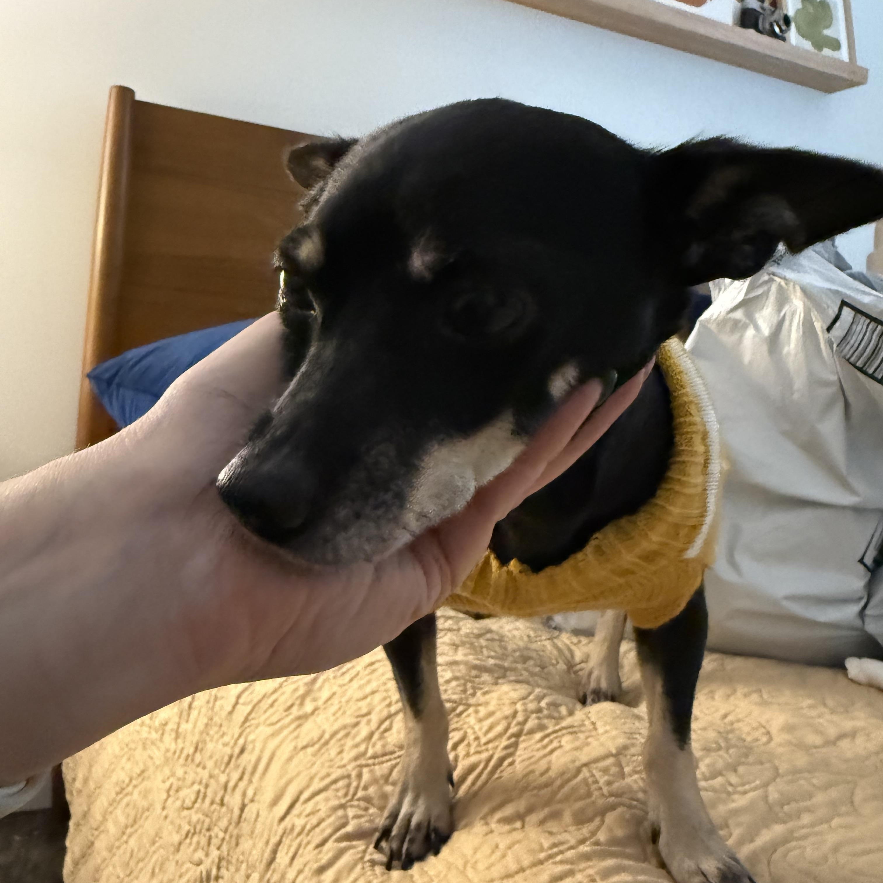 Tootsie Roll, ADOPTABLE, Adult Female Chihuahua.