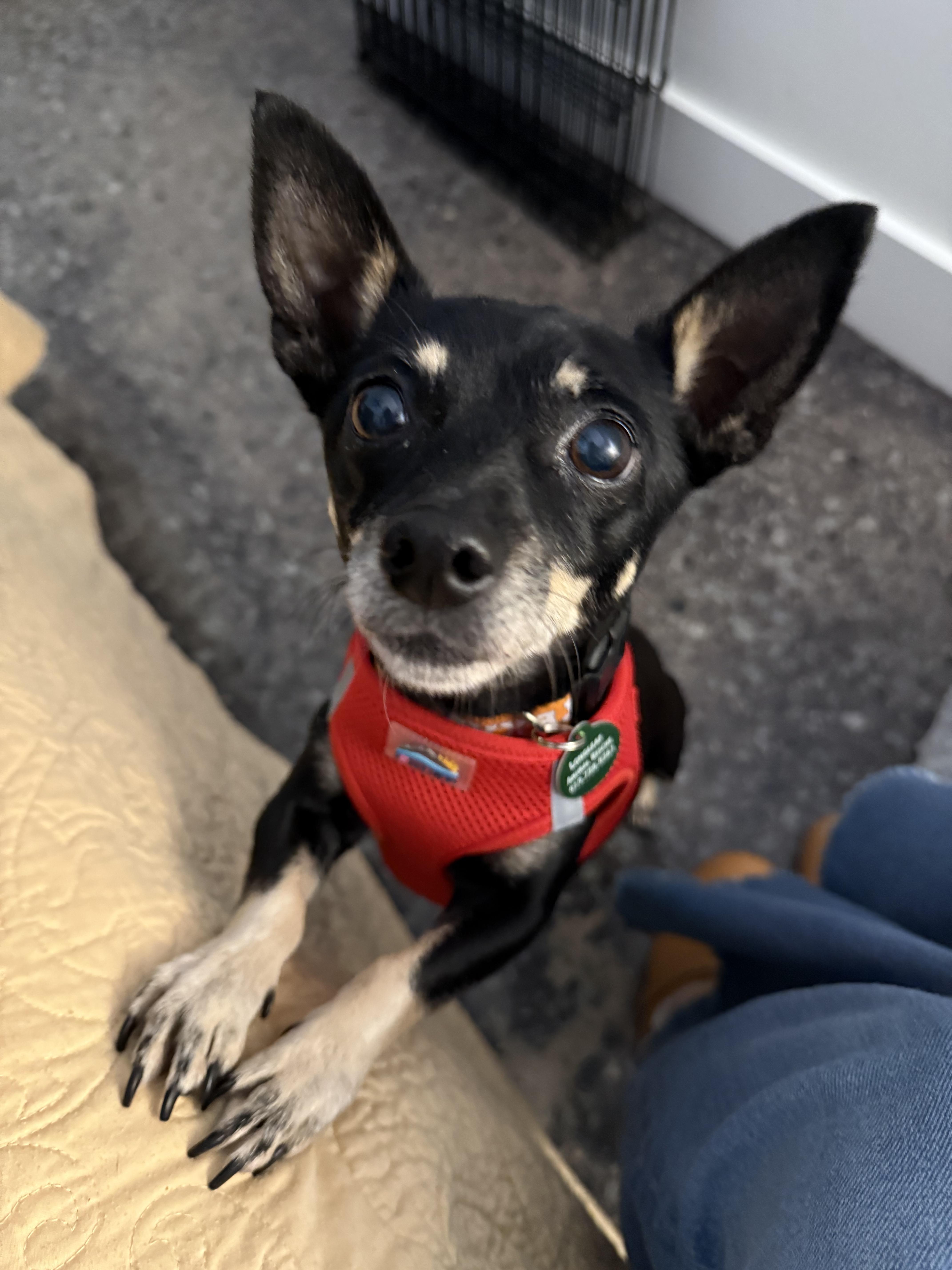 Enlarge Tootsie Roll, a ADOPTABLE Chihuahua in Hillsborough, NC image 2/4