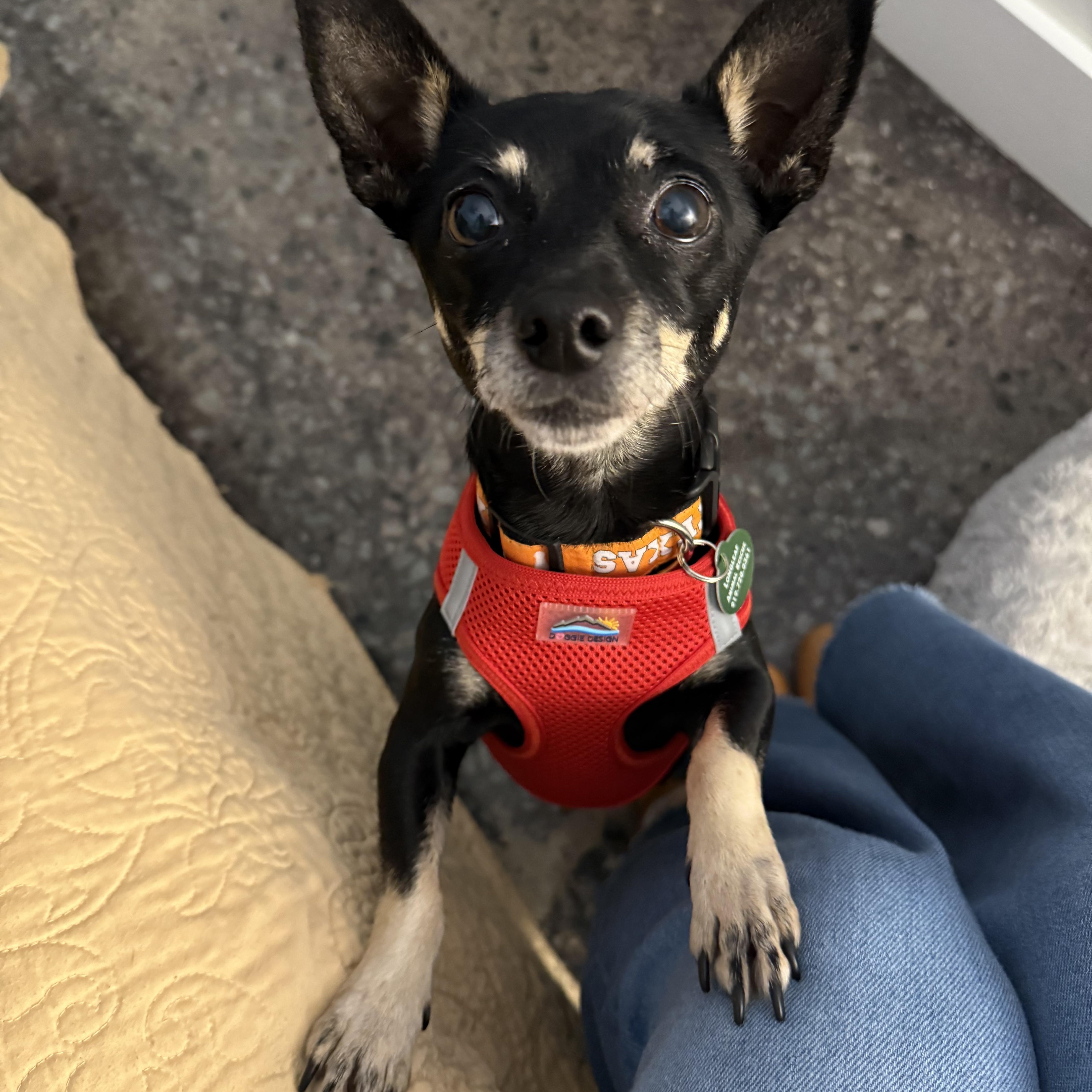 Enlarge Tootsie Roll, a ADOPTABLE Chihuahua in Hillsborough, NC image 3/4