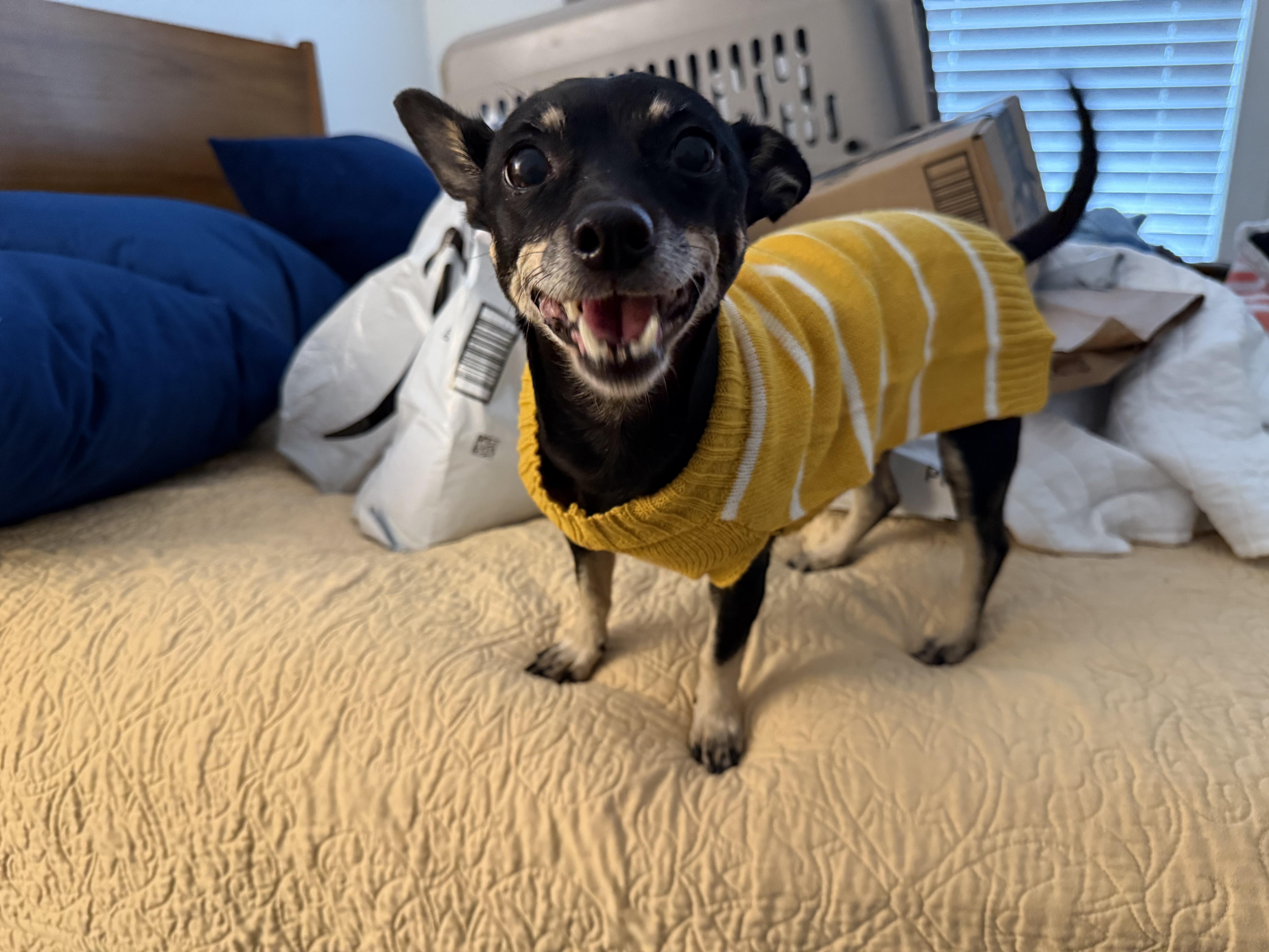 Enlarge Tootsie Roll, a ADOPTABLE Chihuahua in Hillsborough, NC image 4/4