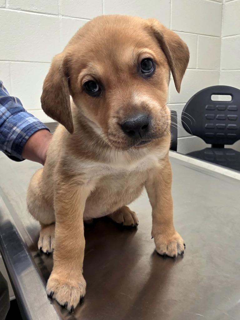 Enlarge Plum, a Adoptable mixed breed in Greeneville, TN image 1/6