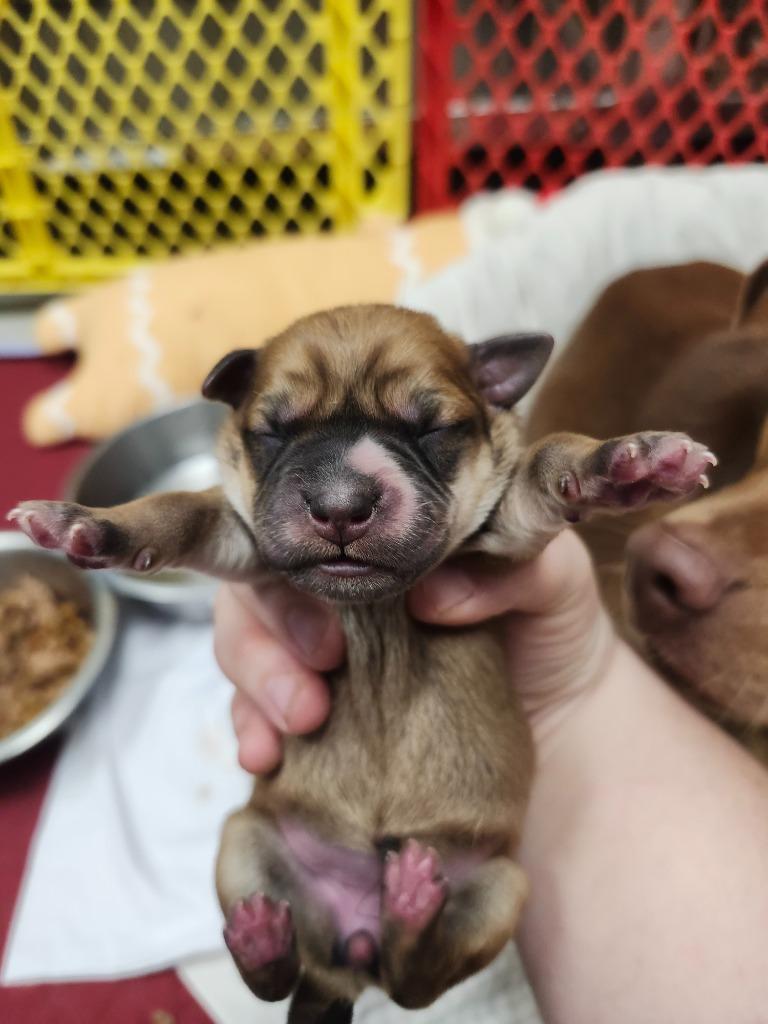 Enlarge Plum, a Adoptable mixed breed in Greeneville, TN image 2/6